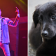 Photo credits: Left: G Herbo (Prince Williams/Wireimage/Getty Images) Right: A presumably non-designer puppy (Annette Riedl/picture alliance via Getty Images